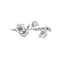 Flower branch, monochrome floral design element hand drawn vector Illustration Royalty Free Stock Photo