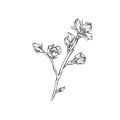 Flower branch monochrome sketch, floral design element vector Illustration Royalty Free Stock Photo