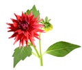Flower branch: red dahlia daisy isolated white Royalty Free Stock Photo