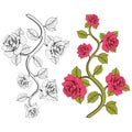 Flower branch roses. Set of pink and white branches. Floral print.