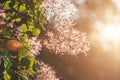 Flower branch spring sunlight shines in the frame