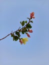 Flower on a branch wavering on blue Sky