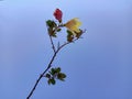 Flower on a branch wavering on blue Sky