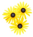 Flower branch: Yellow Black eyed susan or rudbeckia flowers