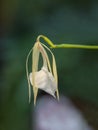 Flower of the Brassavola, a member of Orchid family Orchidaceae Royalty Free Stock Photo