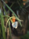 Flower of the Brassavola, a member of Orchid family Orchidaceae Royalty Free Stock Photo