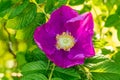 Flower of brier-rose close up view