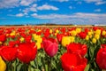 Flower bright beautiful field. Colorful flowers