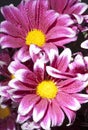 Flower of a bright crimson chrysanthemum in water drops