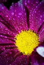 Flower of a bright crimson chrysanthemum in water drops