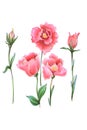Flower bright pink tenderness wedding eustoma leucandendron illustration Royalty Free Stock Photo