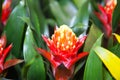 Flower bright red yellow Bromeliaceae on a background of green leaves. Flowers, floriculture, agriculture,