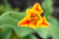 A flower of a bright red-yellow tulip close-up on a green background, delicate petals Royalty Free Stock Photo