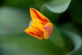 A flower of a bright red-yellow tulip close-up on a green background, delicate petals Royalty Free Stock Photo