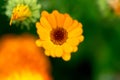 A flower with bright yellow petals on a green background with orange tones. Macro