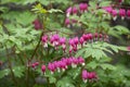 Flower Broken heart, heart of Jeanette. Blooming Bush in the garden after the rain. Dicentra. Royalty Free Stock Photo