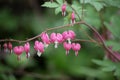 Flower Broken heart, heart of Jeanette. Blooming Bush in the garden after the rain. Dicentra. Royalty Free Stock Photo