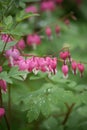 Flower Broken heart, heart of Jeanette. Blooming Bush in the garden after the rain. Dicentra. Vertical frame. Royalty Free Stock Photo