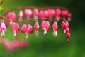 Flower Broken heart heart of Jeanette . Blooming Bush in the garden. The Bleeding Heart Dicentra . Royalty Free Stock Photo