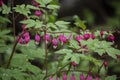 Flower Broken heart after the rain. Blooming Bush in the garden. Dicentra Royalty Free Stock Photo