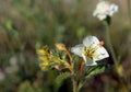 Browneyed primrose flower, Anza Borrego Desert State Park