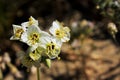 Browneyed primrose flower, Anza Borrego Desert State Park