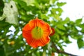 Flower Brugmansia sanguinea Angels trumpet Royalty Free Stock Photo