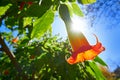 Flower Brugmansia sanguinea Angels trumpet Royalty Free Stock Photo