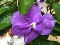 Flower of a Brunfelsia australis Royalty Free Stock Photo