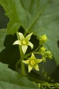 Flower Bryonia