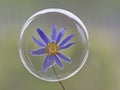 Flower in a bubble Royalty Free Stock Photo