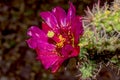 Flower of the Buckhorn Cholla Cactus Royalty Free Stock Photo