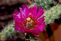 Flower of the Buckhorn Cholla Cactus