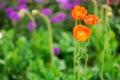 Flower and bud