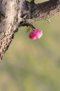 Flower bud