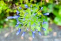 Flower bud of Agapanthus africanus Lily of the Nile, African Lily waiting for flowering Royalty Free Stock Photo