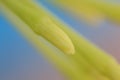 Flower bud, background, macro photographs Royalty Free Stock Photo