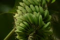 Flower bud of banana tree with a bunch of bananas in Utopia Orchid Park Royalty Free Stock Photo