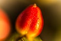 Flower bud of beautiful fruit trees, after fertilization, details in macro-photography on a dark background