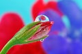 Flower bud and beautiful rain drop