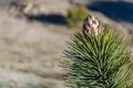 Flower Bud Bloom of a Joshua Tree Yucca brevifolia Royalty Free Stock Photo