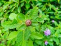 Flower Bud of the Brazilian Bachelors Button Royalty Free Stock Photo