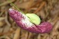 Flower bud of Brazilian Dutchman`s pipe Giant pelican flower growing in Singapore