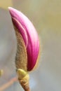 Flower bud Royalty Free Stock Photo