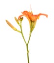 Flower bud of the daylily. Isolated on white Royalty Free Stock Photo