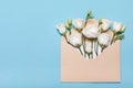 Flower bud flat lay in an envelope lisianthus or eustoma, texas bell and prairie gentian, irish rose, on pastel blue background