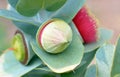 Flower, bud and fruit of Eucalyptus macrocarpa Royalty Free Stock Photo