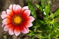 Flower and bud Gazaniyu