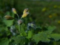 Flower bud of Greater Celandine - Chelidonium Majus Royalty Free Stock Photo