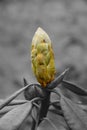 Flower bud and green leaves in springtime - balack and white macro image partly in color